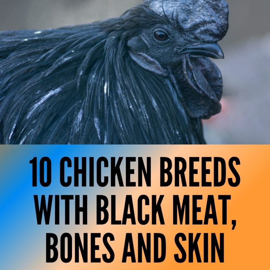 chicken breeds with black meat,bones and skin