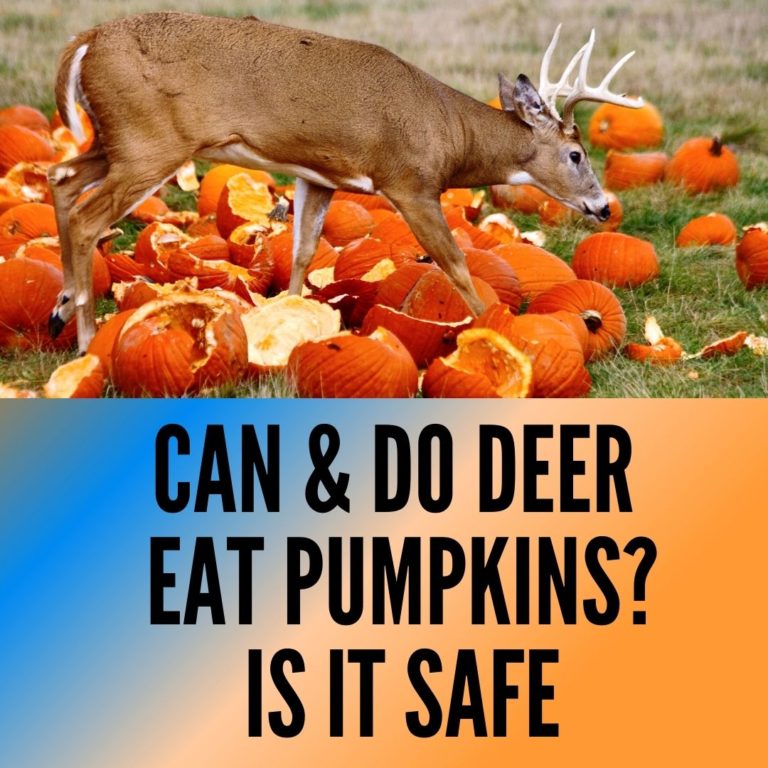 Can And Do Deer Eat Pumpkins 5 Safety Concerns Oxford Pets can-and-do-deer-eat-pumpkins-5-safety-concerns-oxford-pets