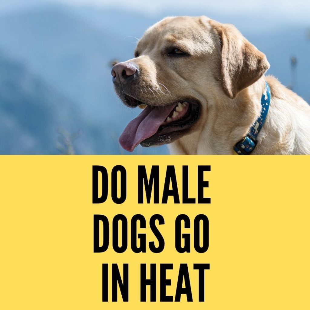 How To Know If Your Dog Is In Heat Male