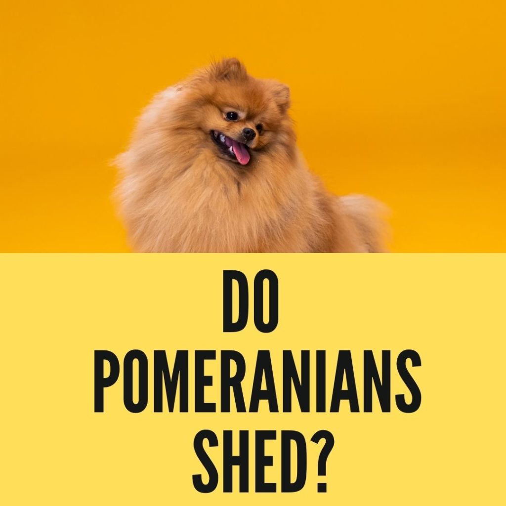 do pomeranians shed too much?