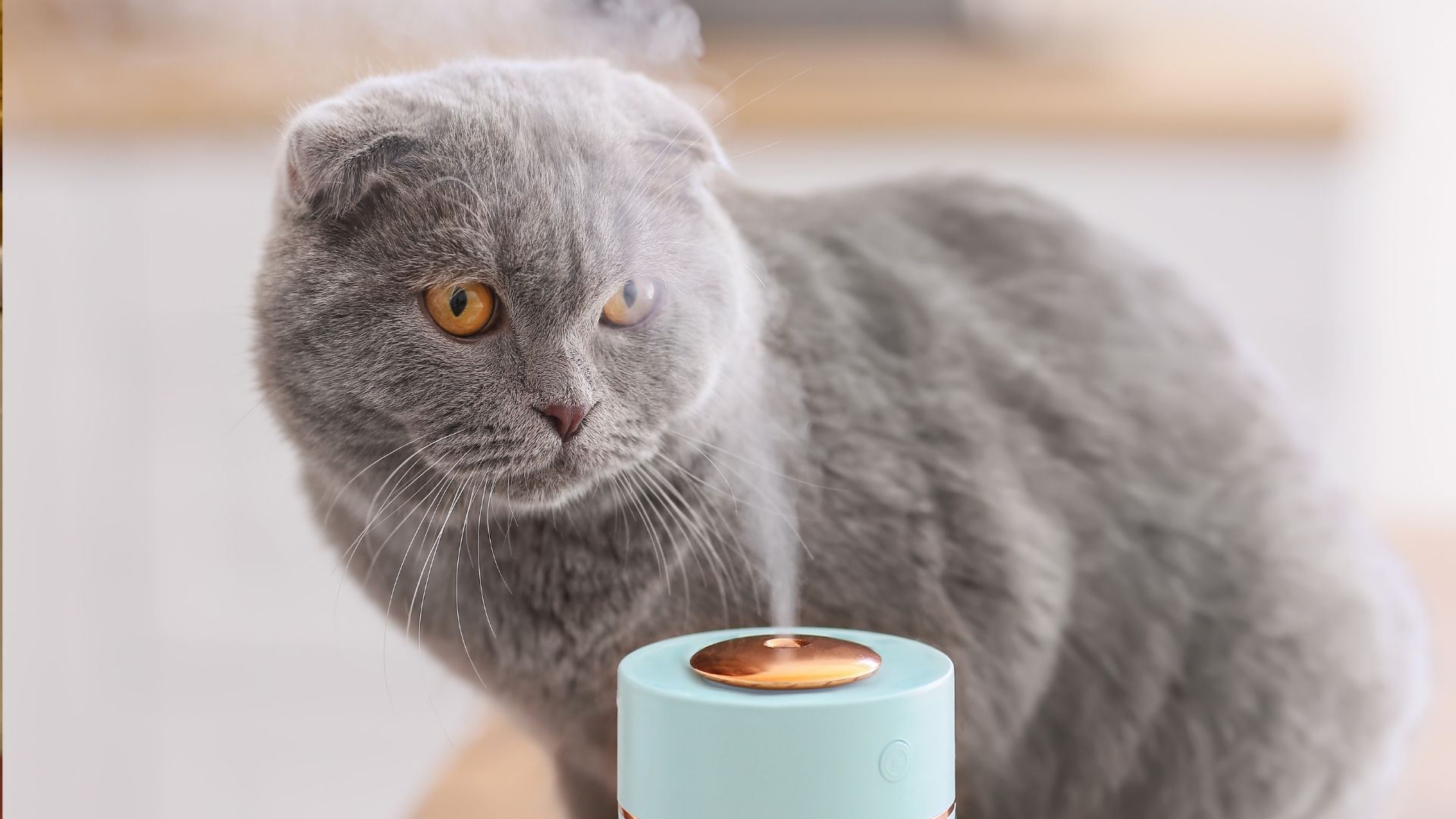 What Essential Oils Are Safe For Cats (21+ Oils Checklist) Oxford Pets