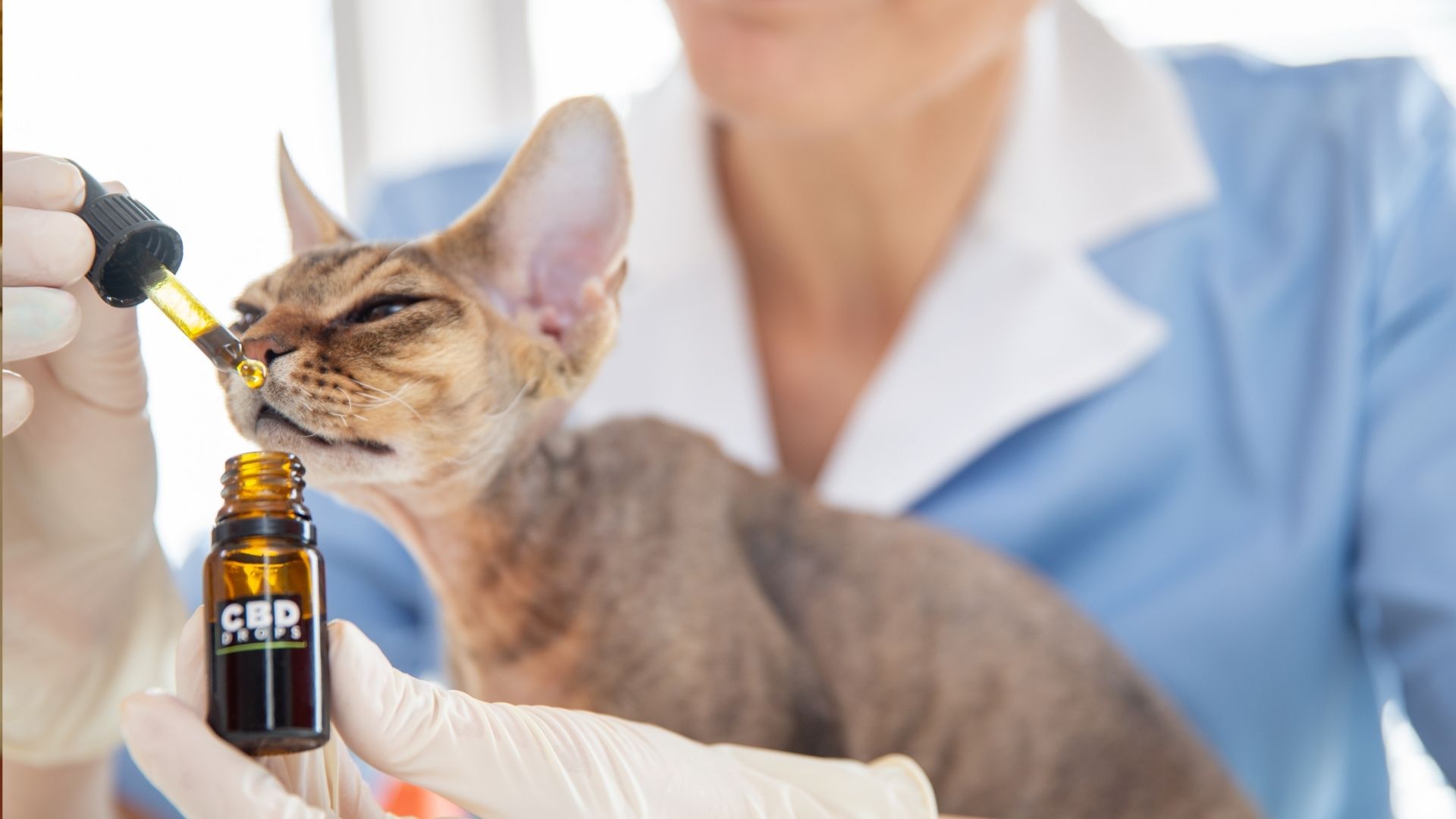 What Essential Oils Are Safe For Cats (21+ Oils Checklist) Oxford Pets