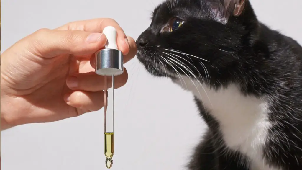 Essential Oil Diffusers And Your cats