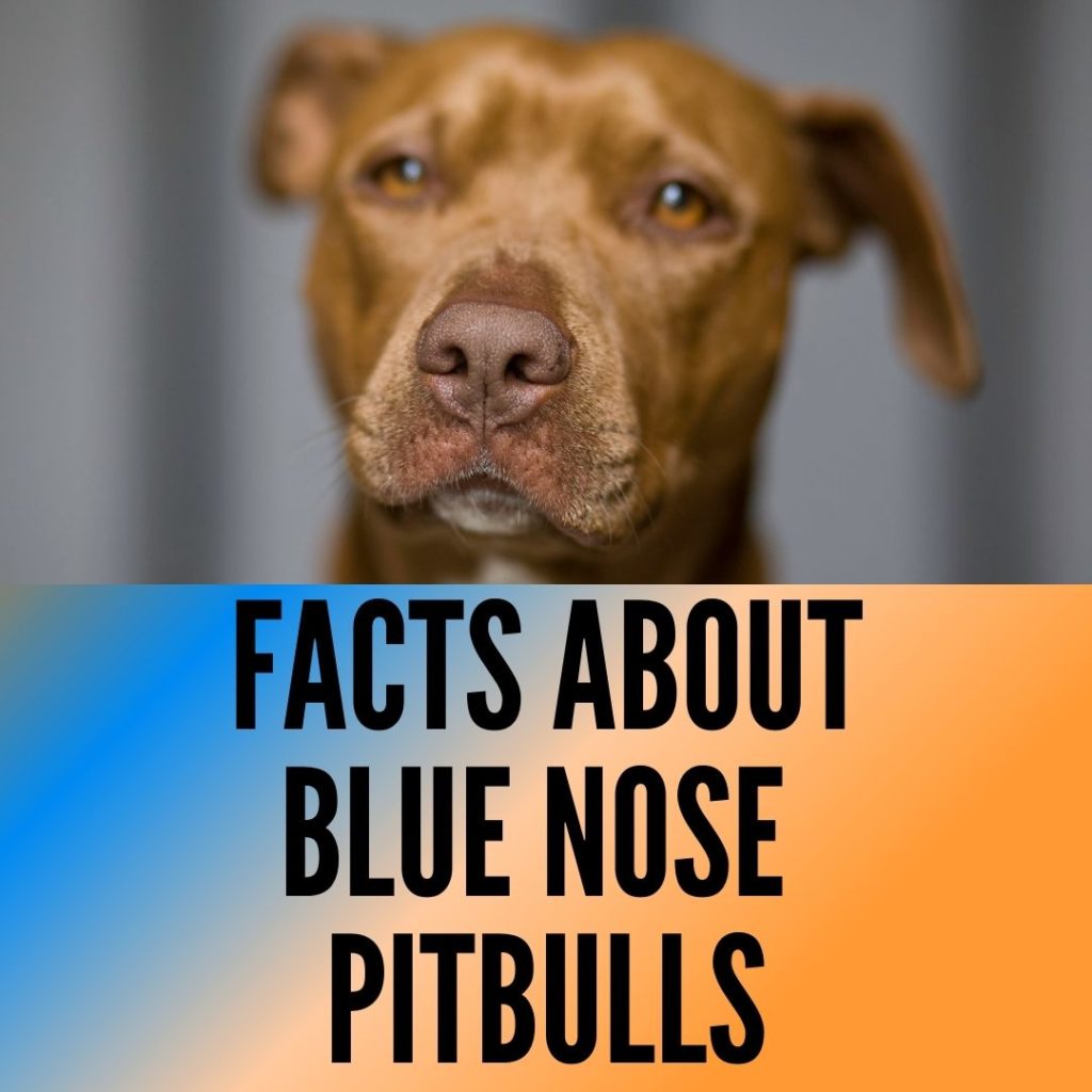 facts about blue nose pitbulls