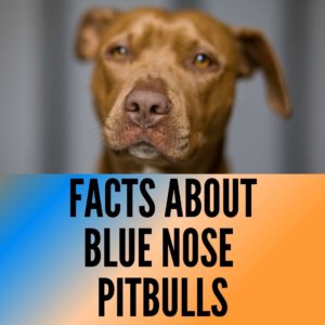 10 Amazing Blue Nose Pitbulls Facts - Oxford Pets