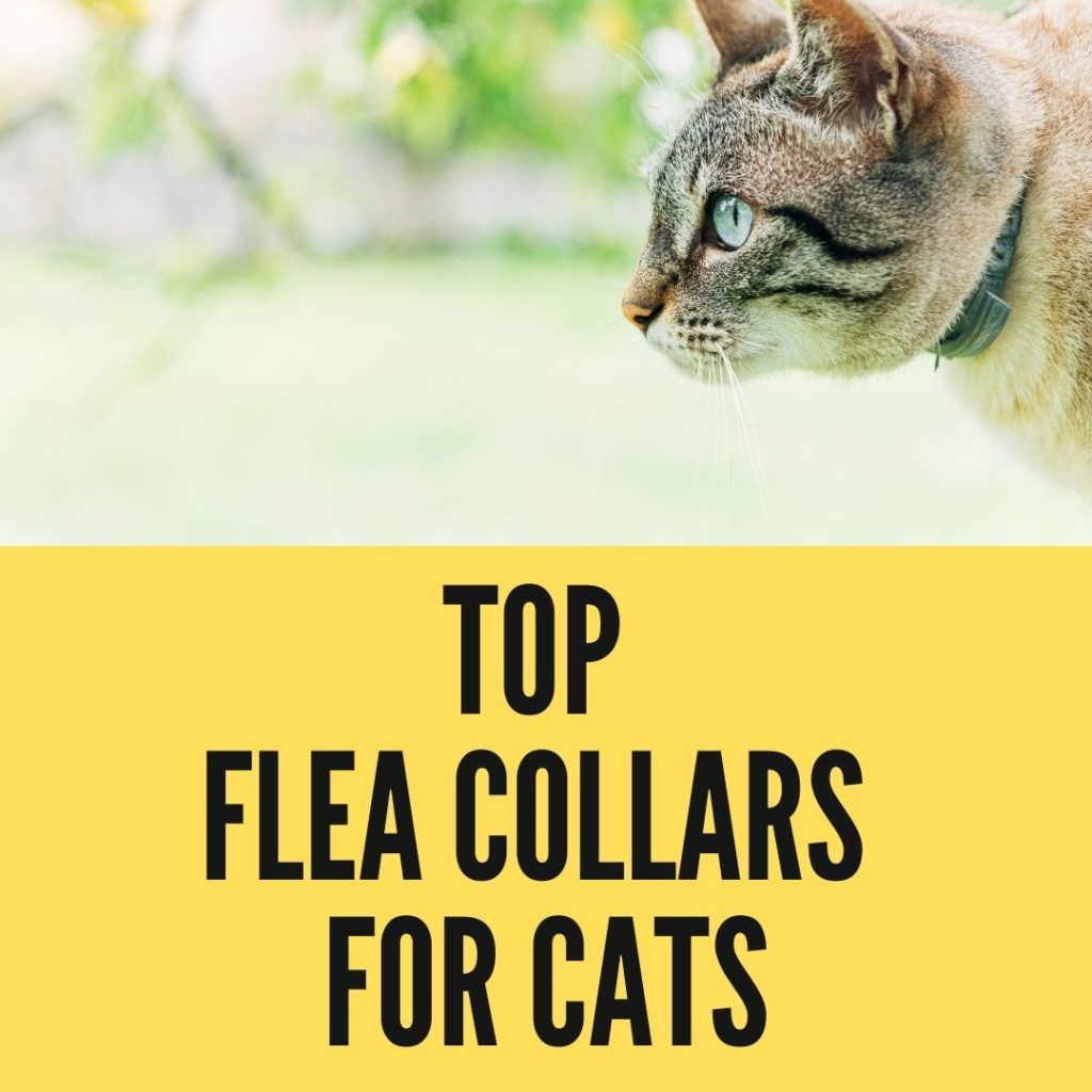 flea collars for cats