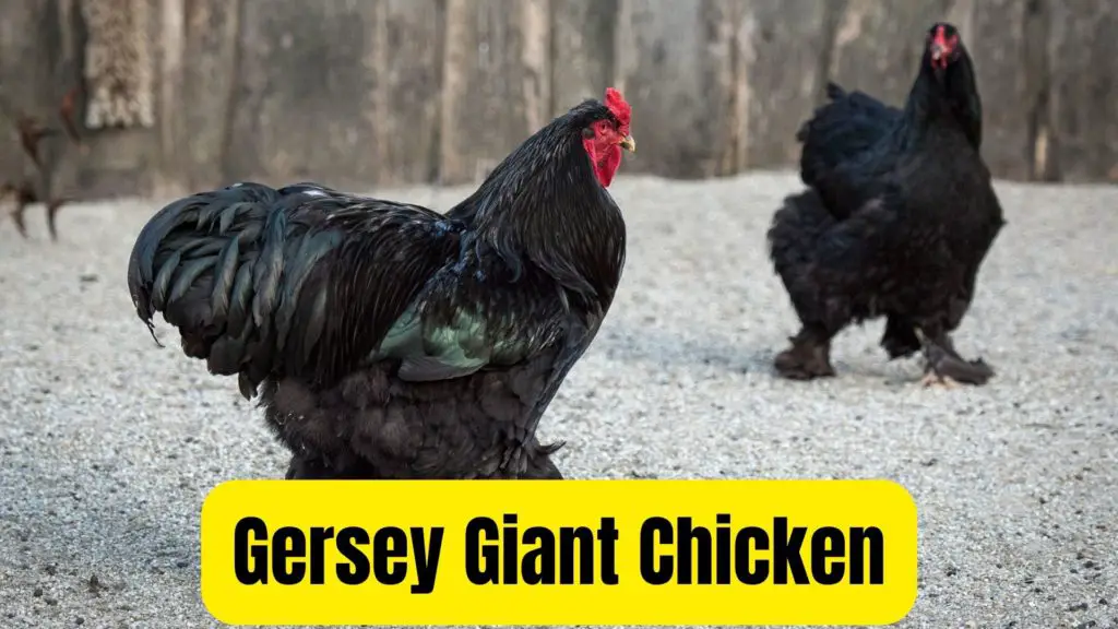 gersey giant chicken