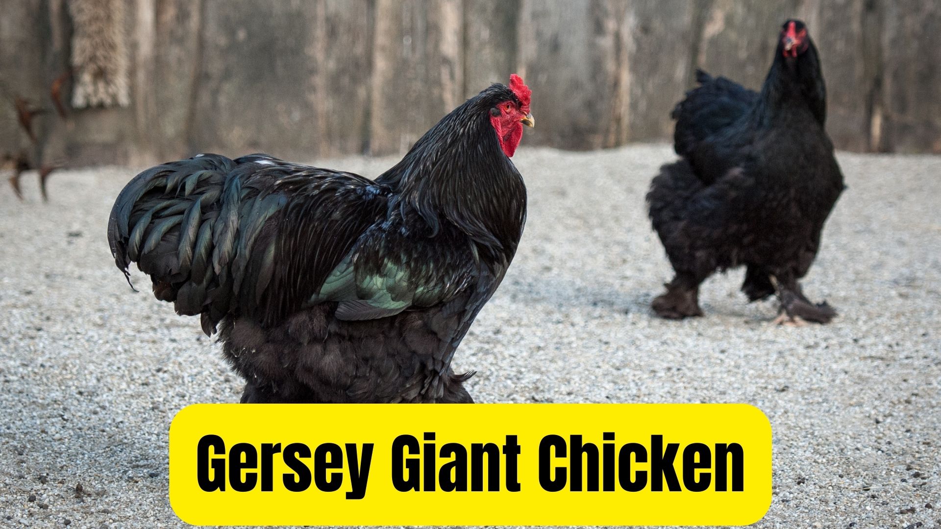 6 Chicken Breeds Having Black Meat, Skin, and Bones Oxford Pets
