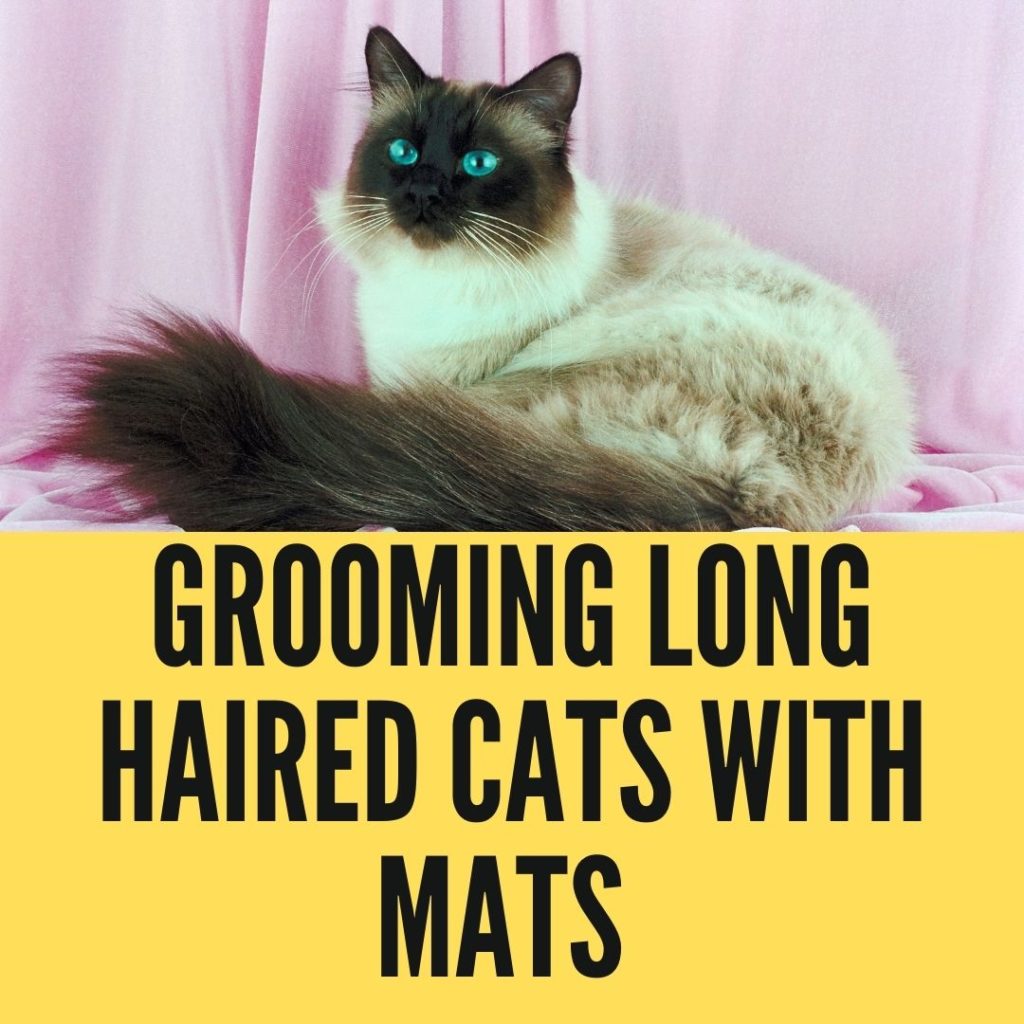 grooming long haired cats