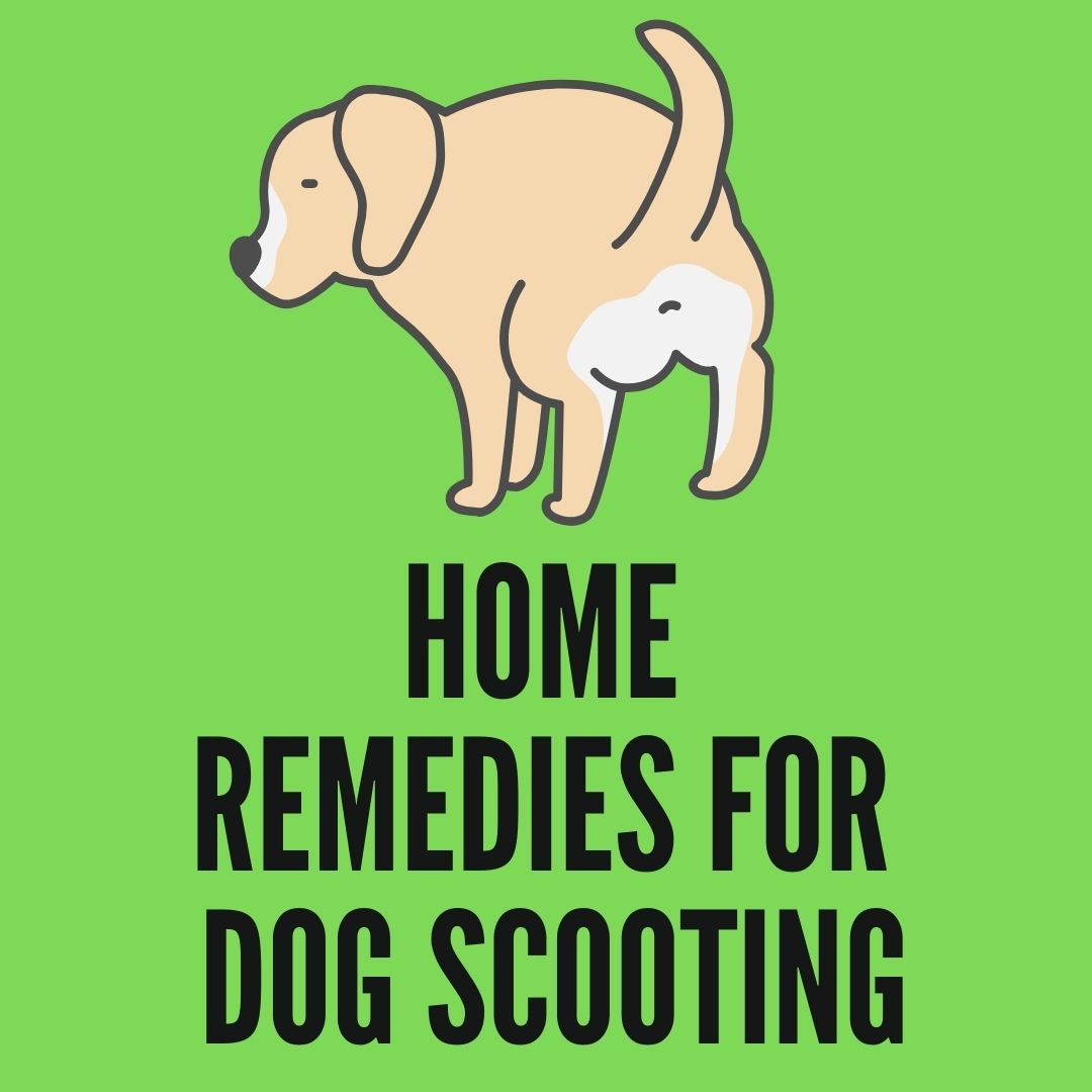 15 reasons and 8 Home Remedies For Dog Scooting - Oxford Pets