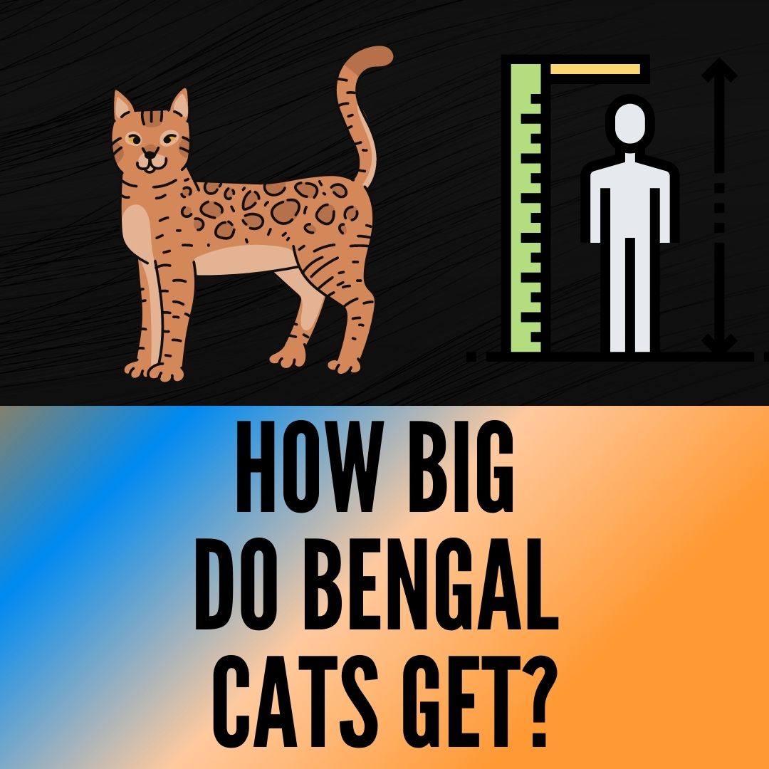 Bengal Cat Breed Size [Weight, Height and Growth Chart] Oxford Pets