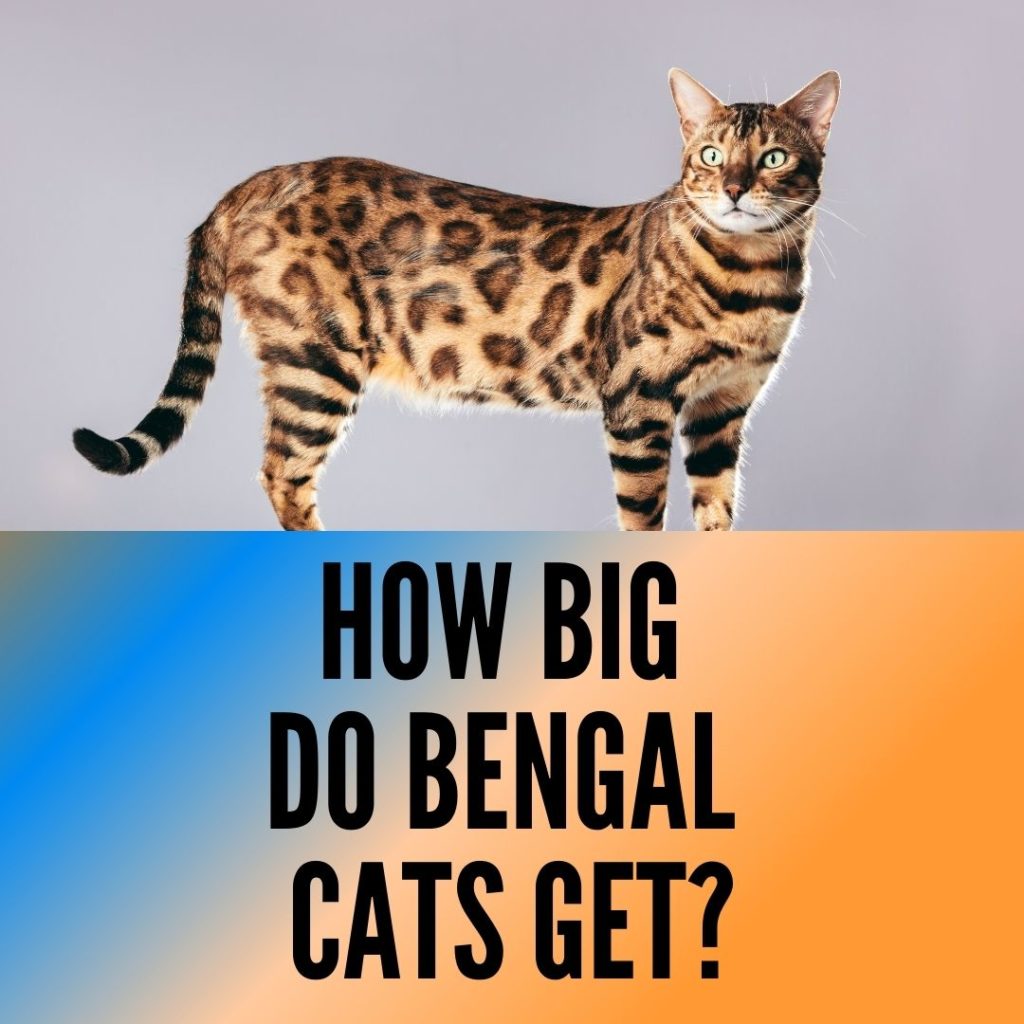 Bengal cats Size