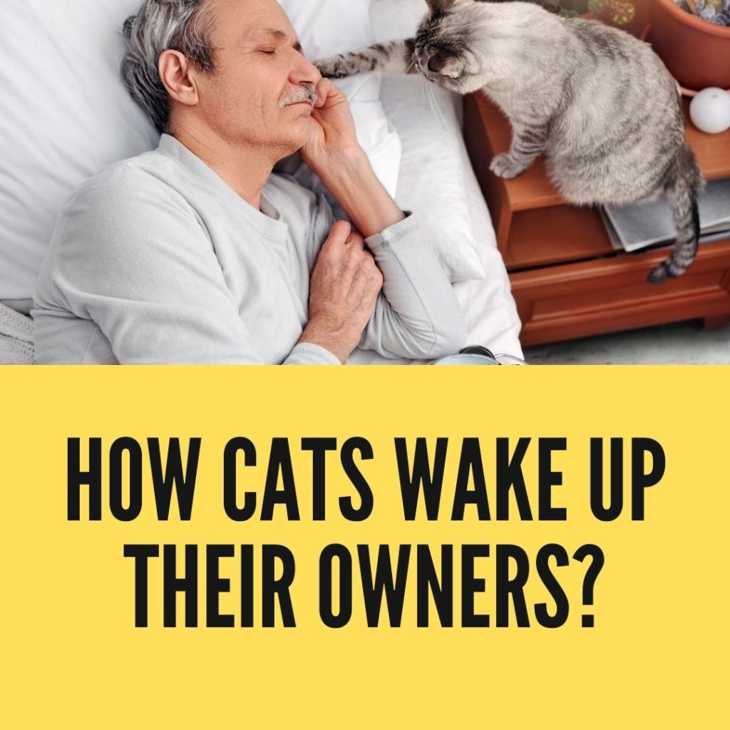 how cats wake up their owners