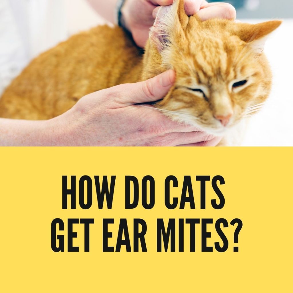 how do cats gets ear mites