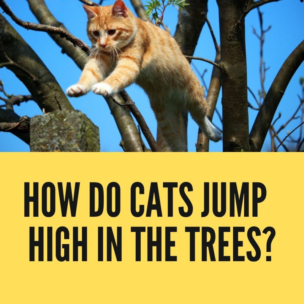 How Do Cats Jump So High in the Trees
