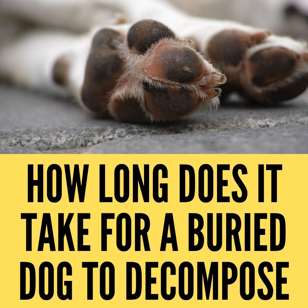 How Long Does It Take For a Buried Dog to ... - Oxford Pets