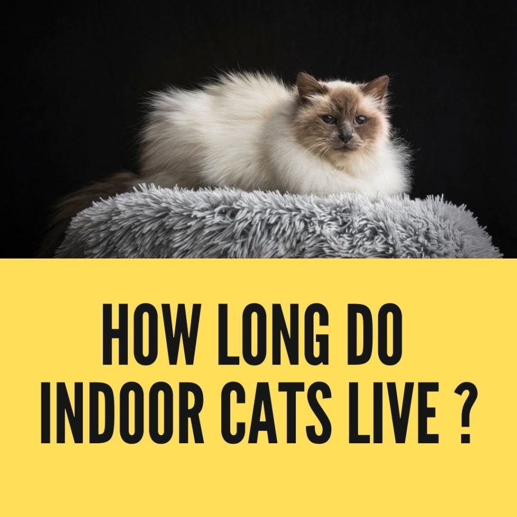 How long do indoor cats live on average