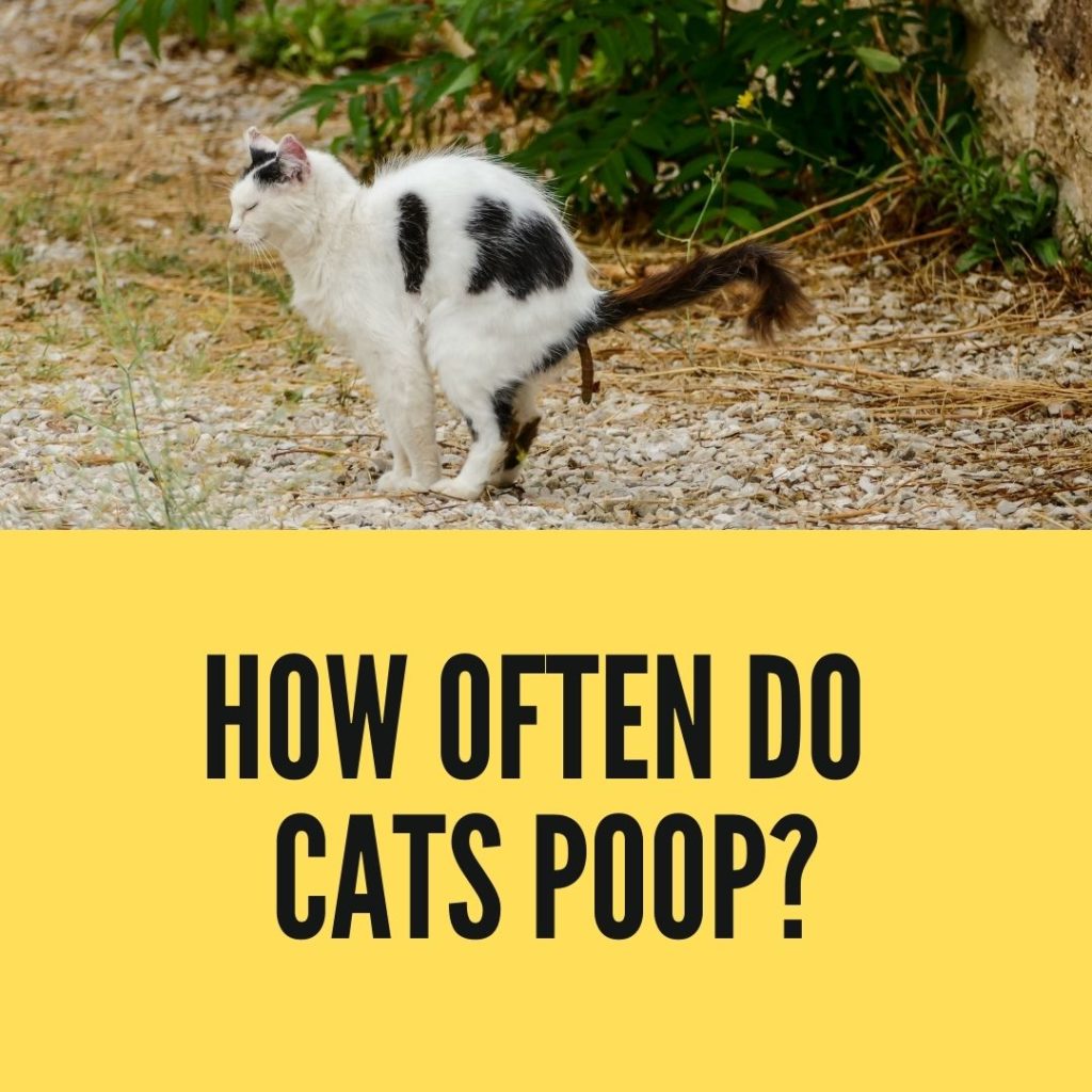how often do cats poop
