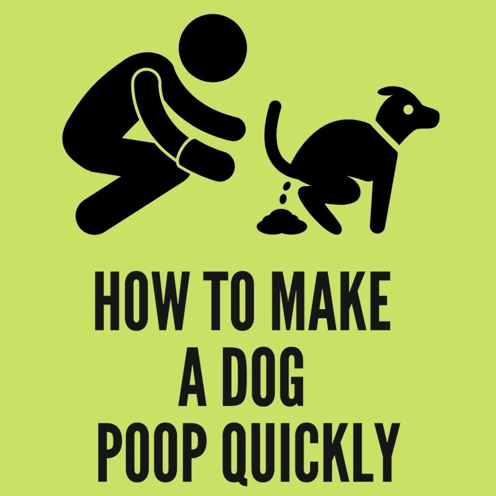 how to make a dog poop quickly