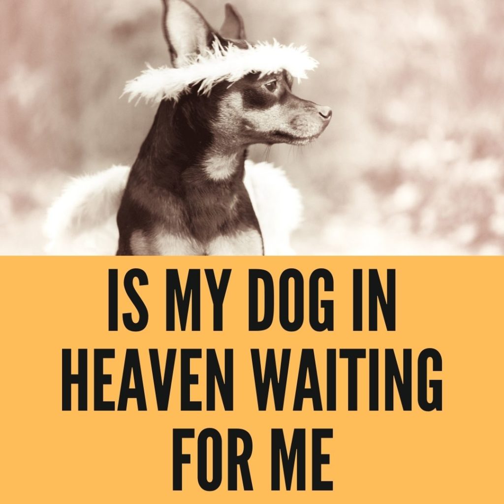 Is My Dog Waiting In Heaven for Me