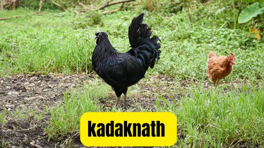 kadaknath-black chicken breed