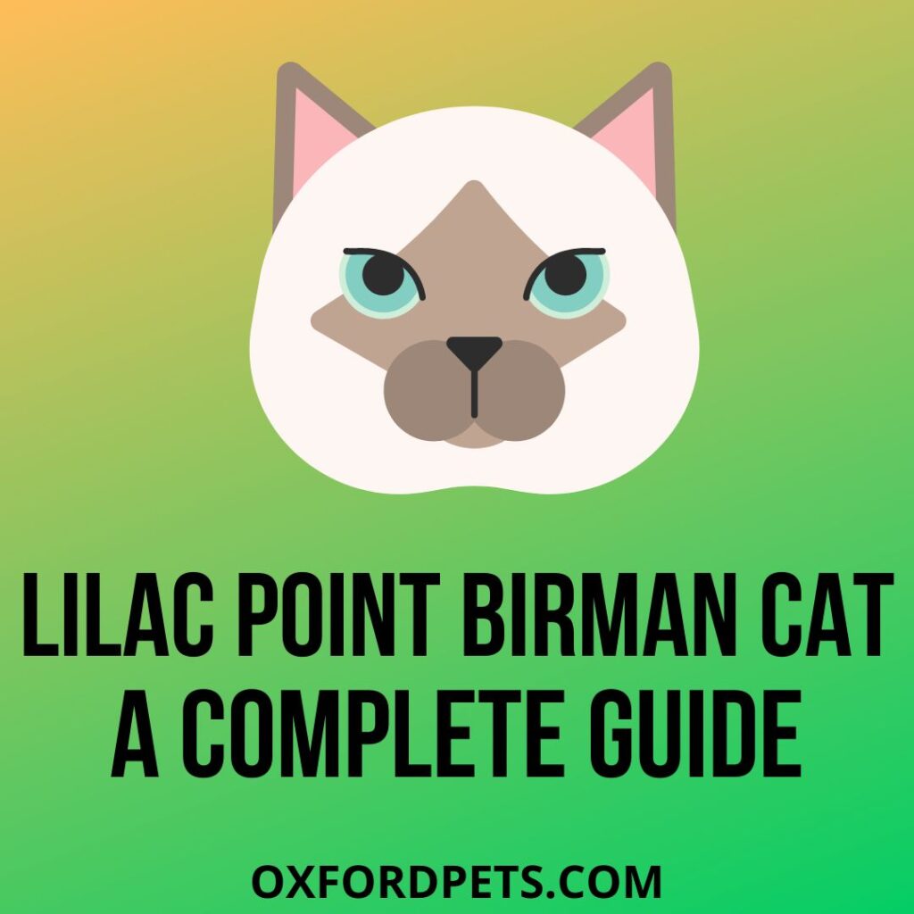 Lilac Point Birman Cat