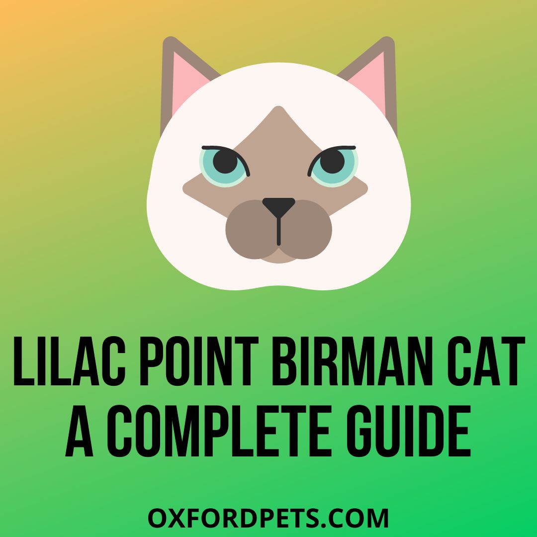 Lilac Point Birman Cat A Complete Guide In 22 Oxford Pets