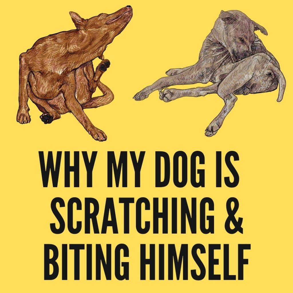 why is my dog biting himself raw