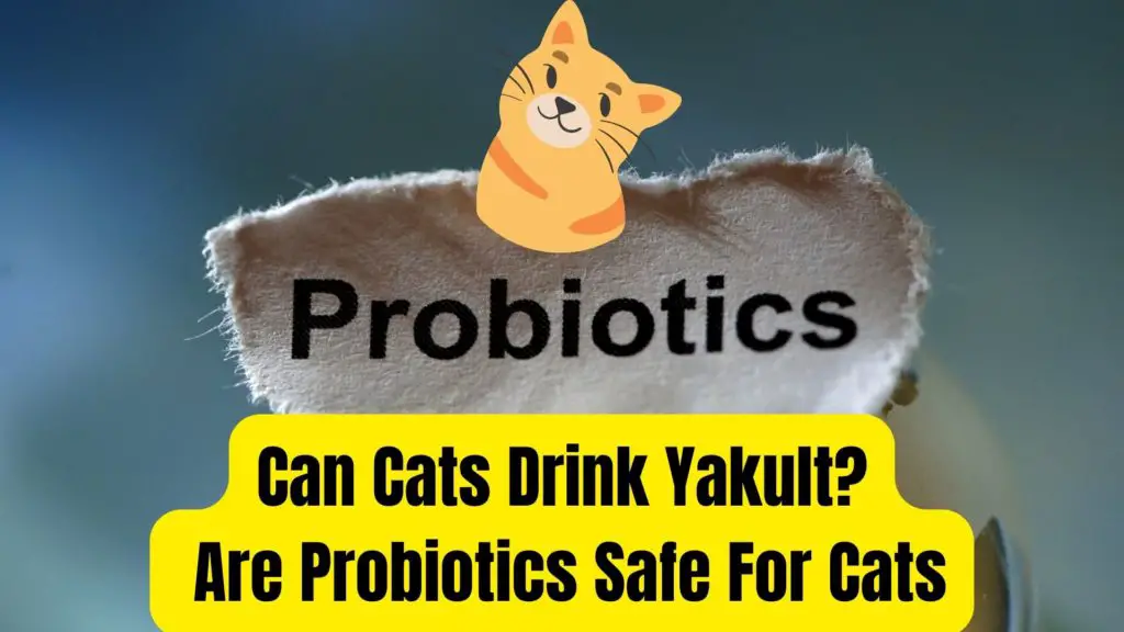 Can Cats Drink Yakult? Can I give my cat probiotics?