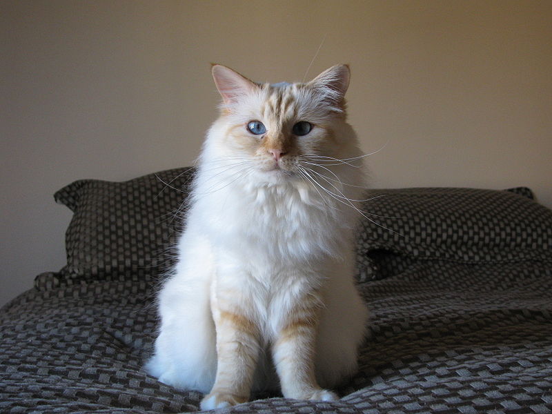 red point birman cat 