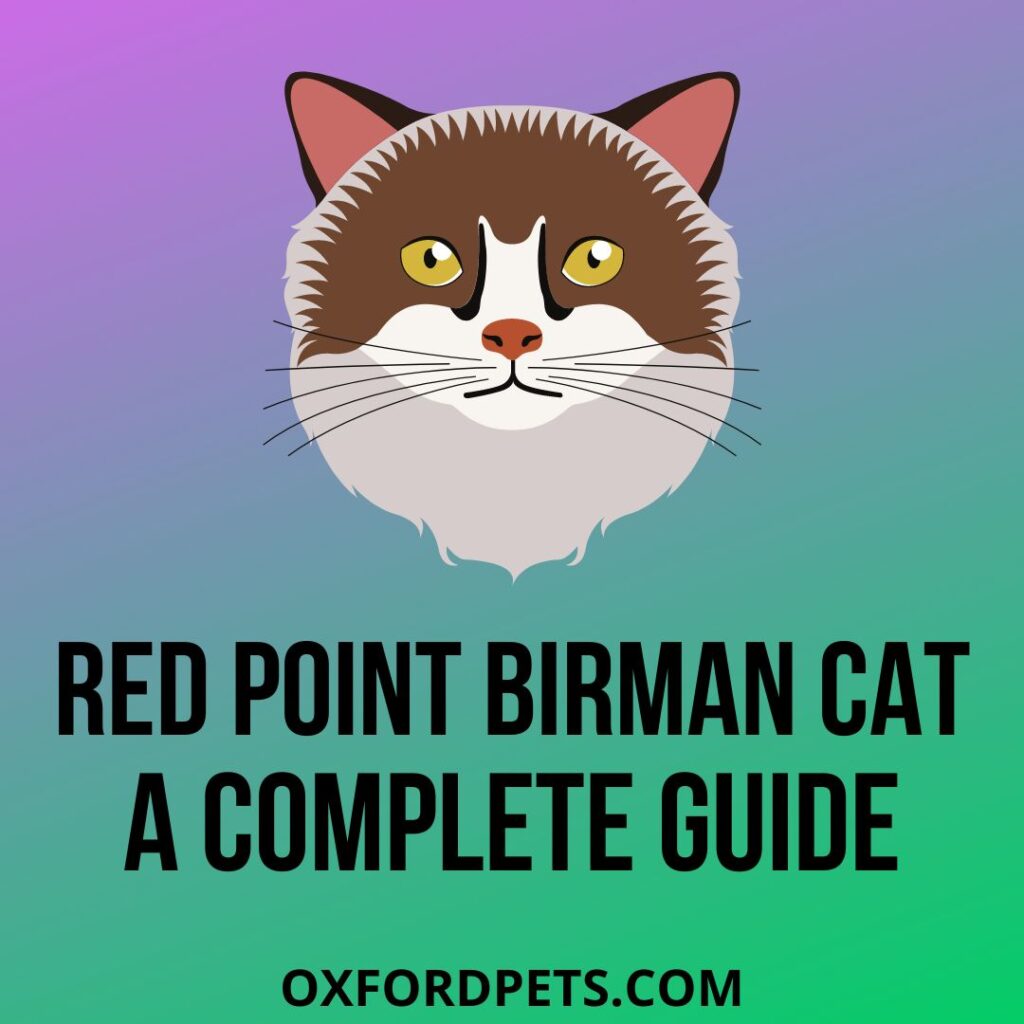 red point birman cat