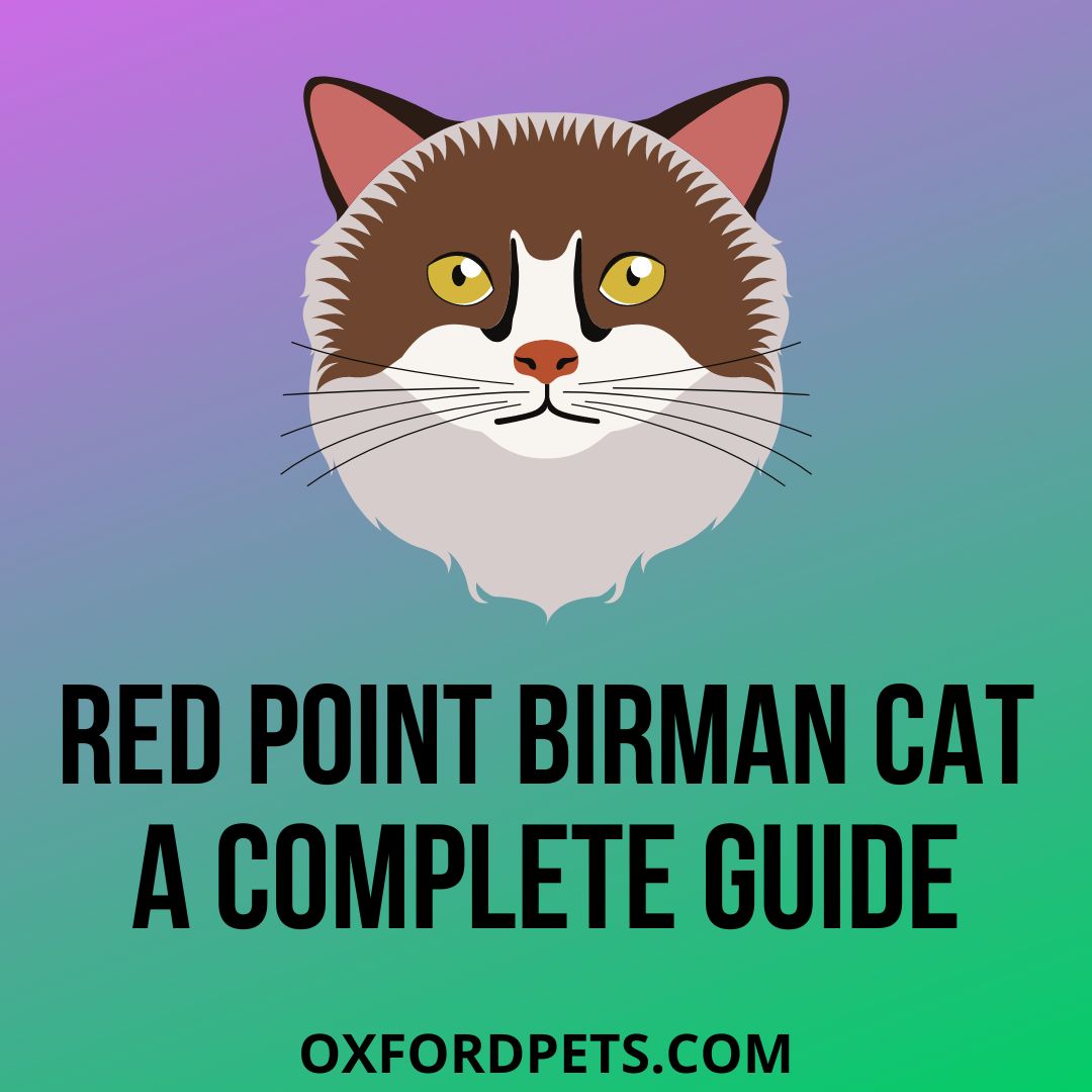 red point birman cat