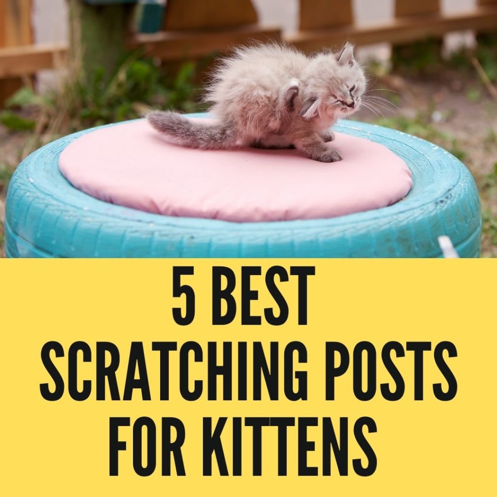 scratching posts for kittens