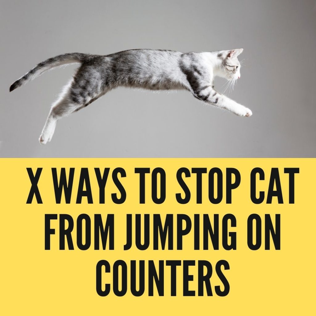 stop cats from jumping on counters