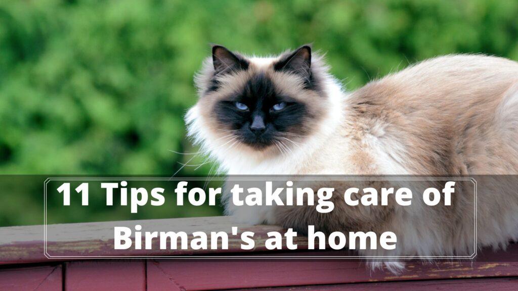 taking care of birman