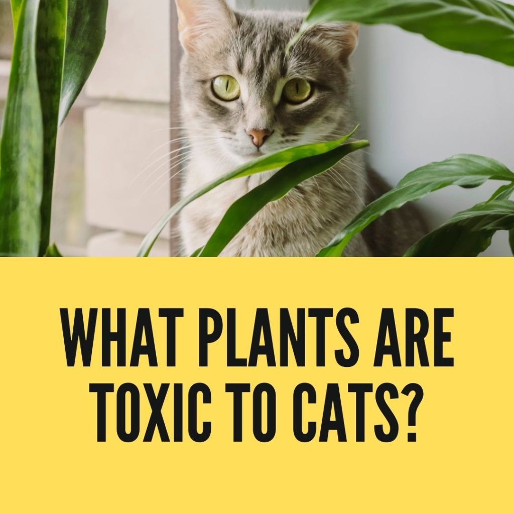 toxic plants for cats