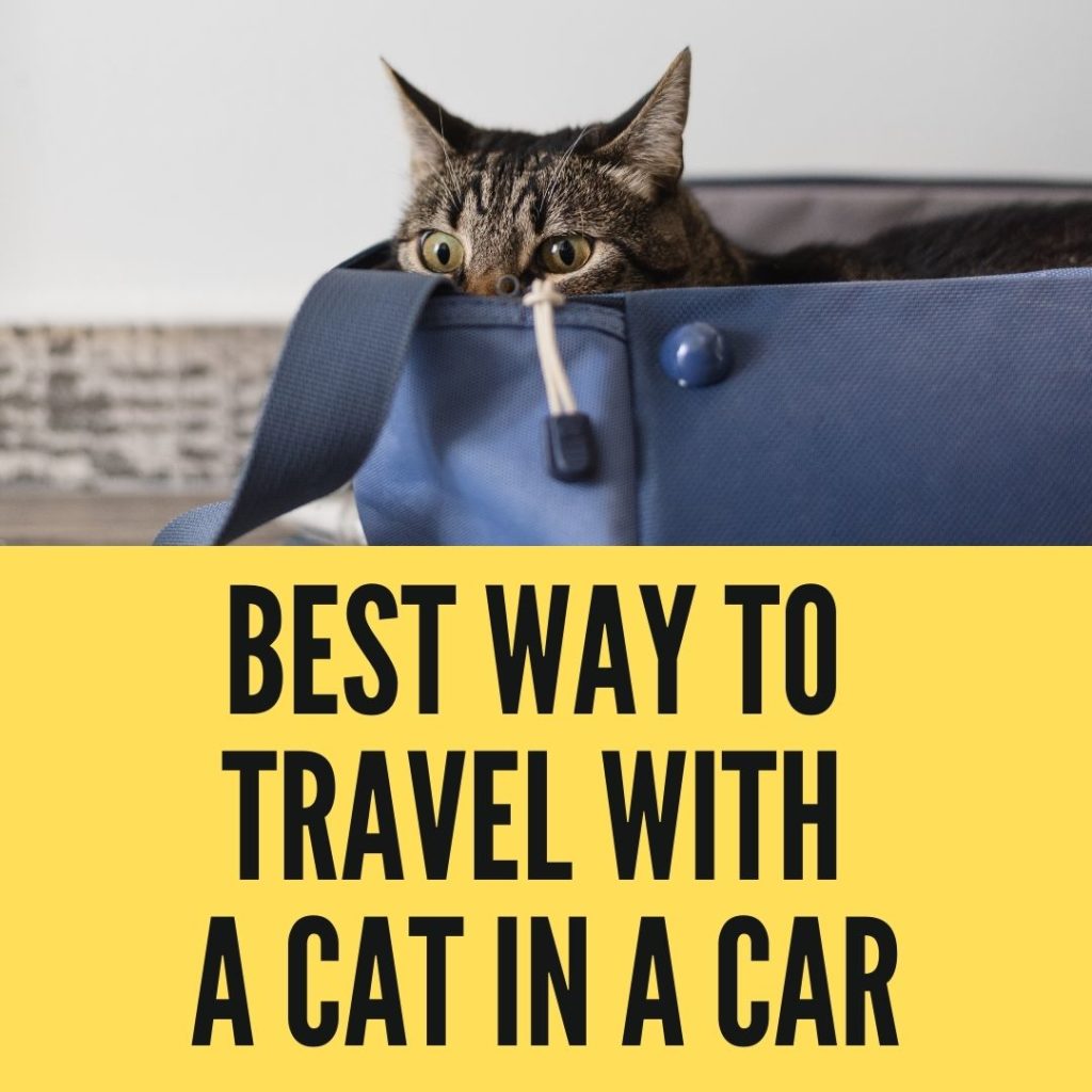Best Way To Travel With A Cat In A Car