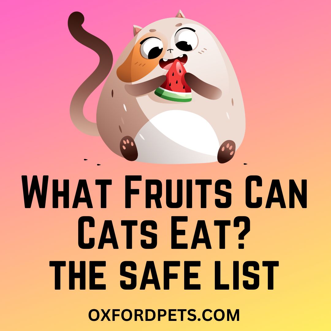 List of fruits that cats can eat