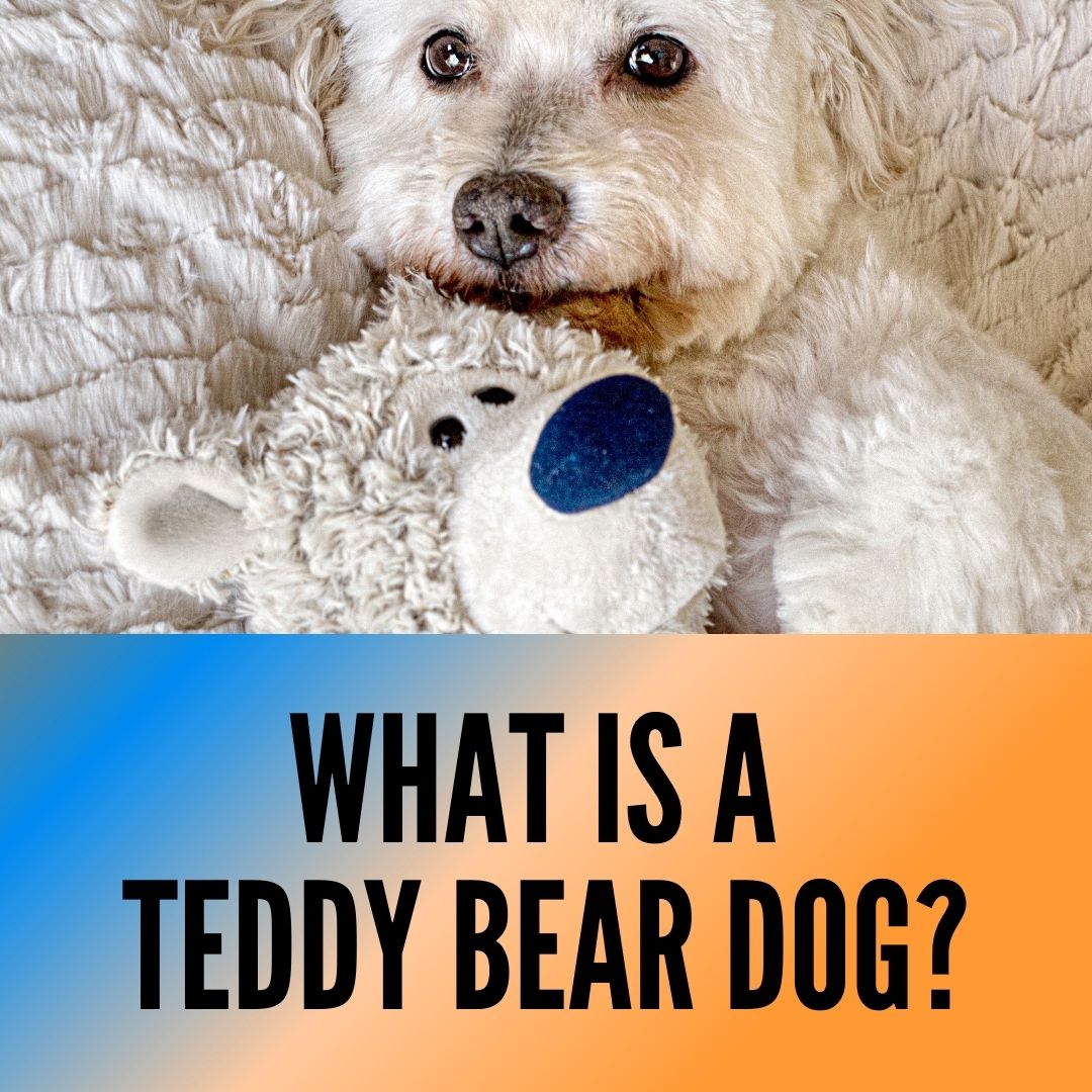 what is a teddy bear dog