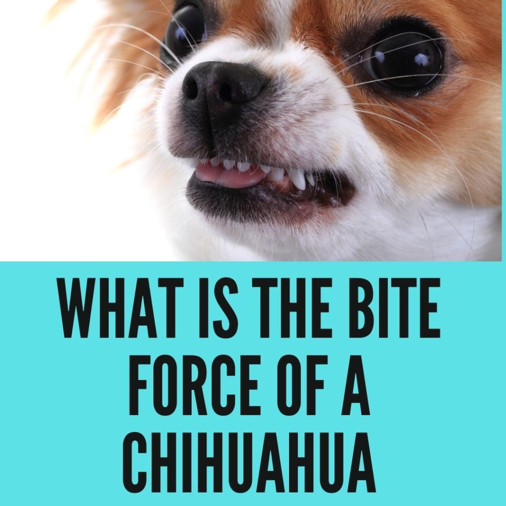 what is the bite force of a chihuahua