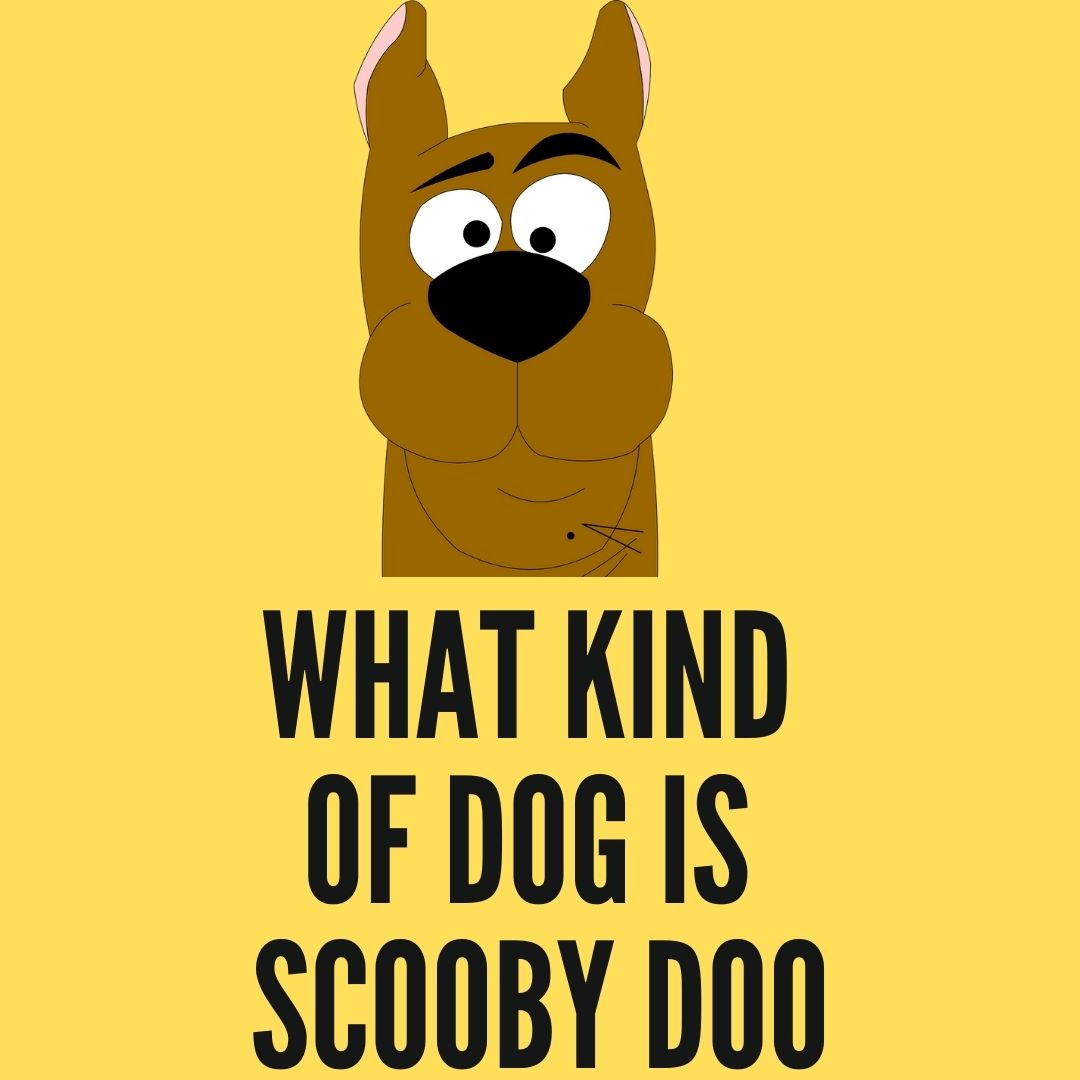 what kind of dog is scooby doo