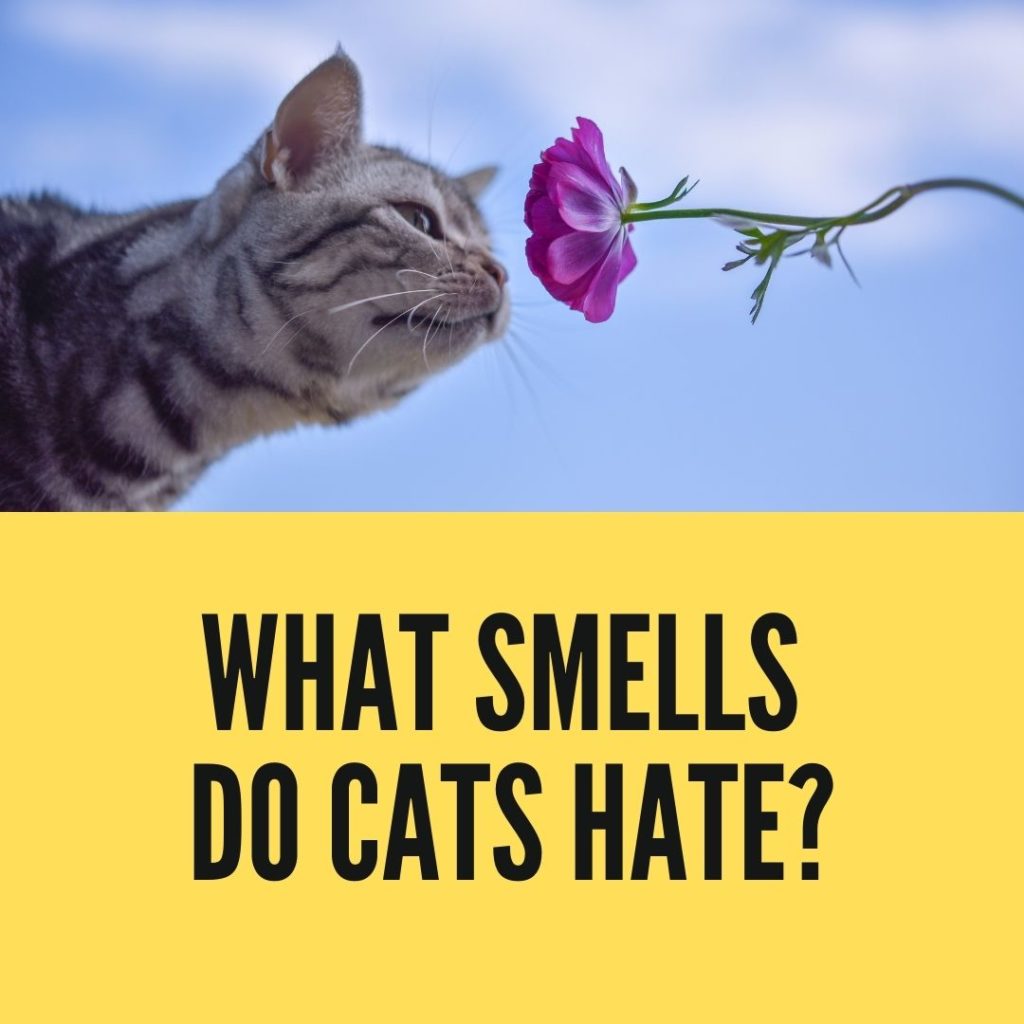 What Smells Do Cats Hate