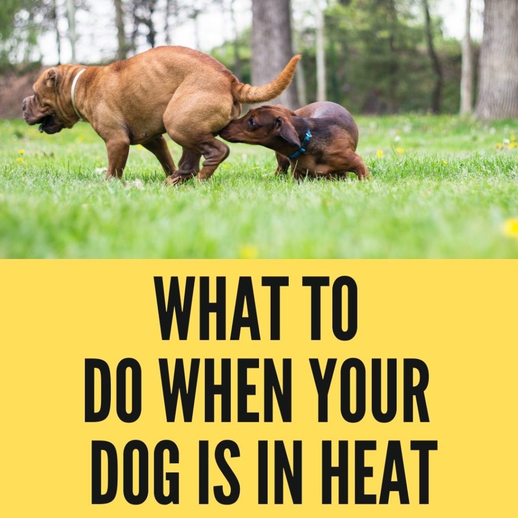 what to do when your dog is in heat