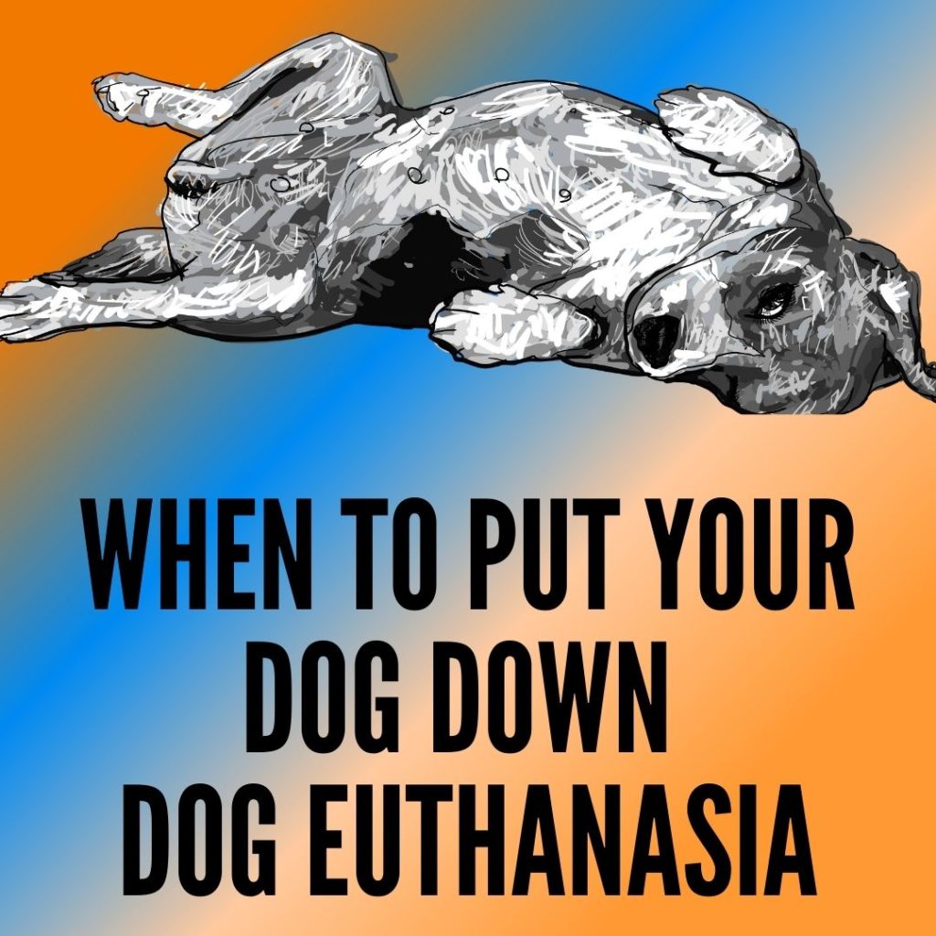 when to put your dog down