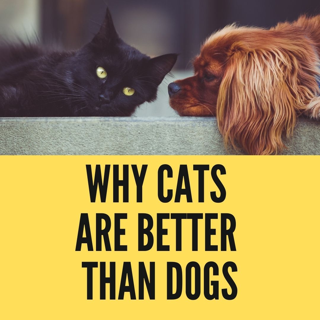 why-cats-are-better-than-dogs-in-terms-of-housebreaking-oxford-pets