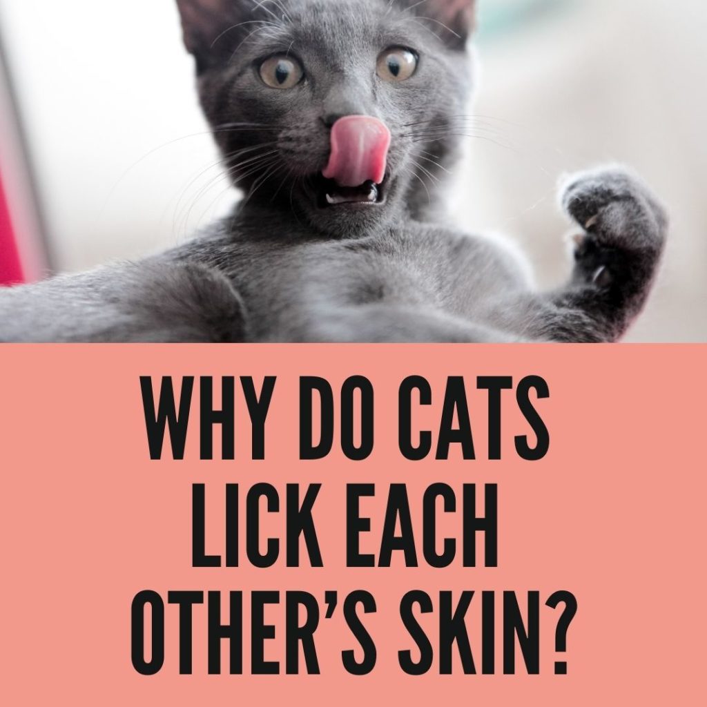 Why Do Cats Lick Each Other’s Skin