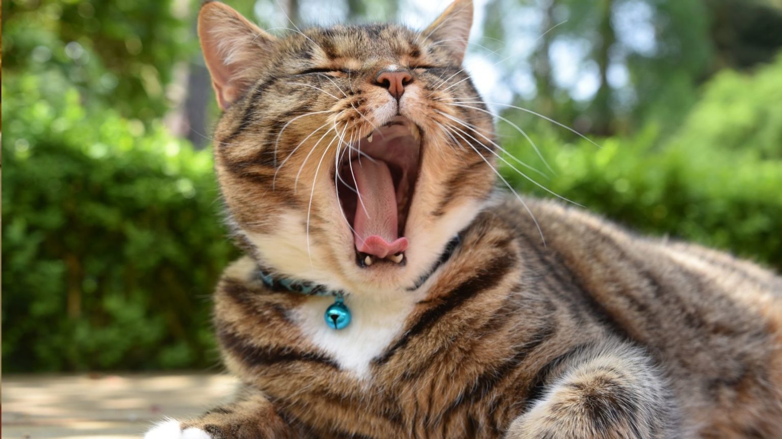 Understanding Why Do Cats Chatter? 5 Solid Reasons Oxford Pets
