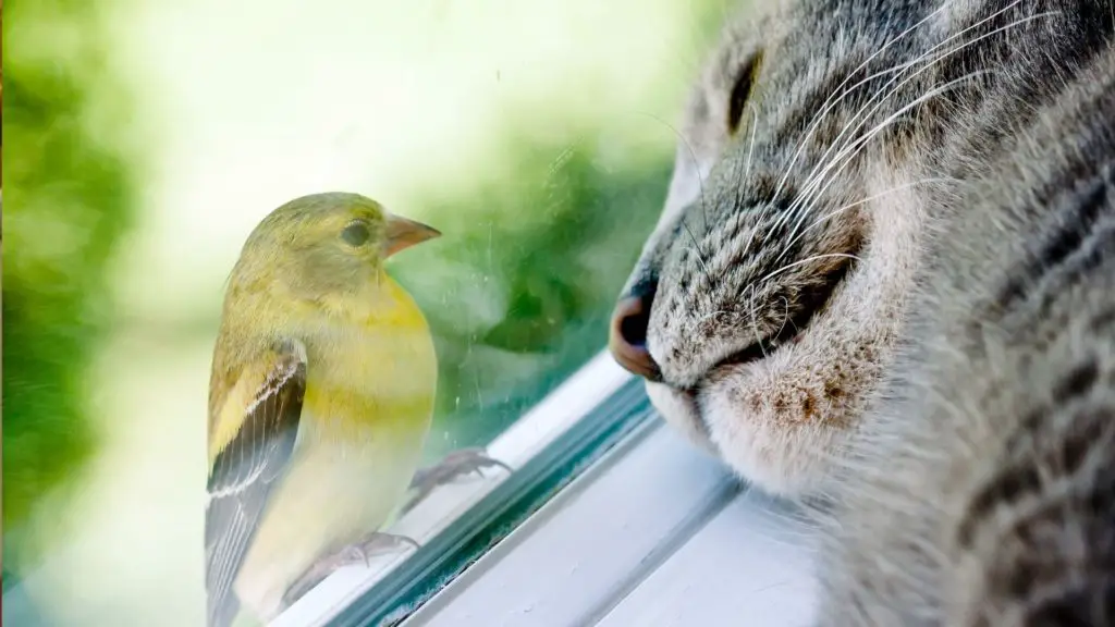 why do cats chatter when they see birds