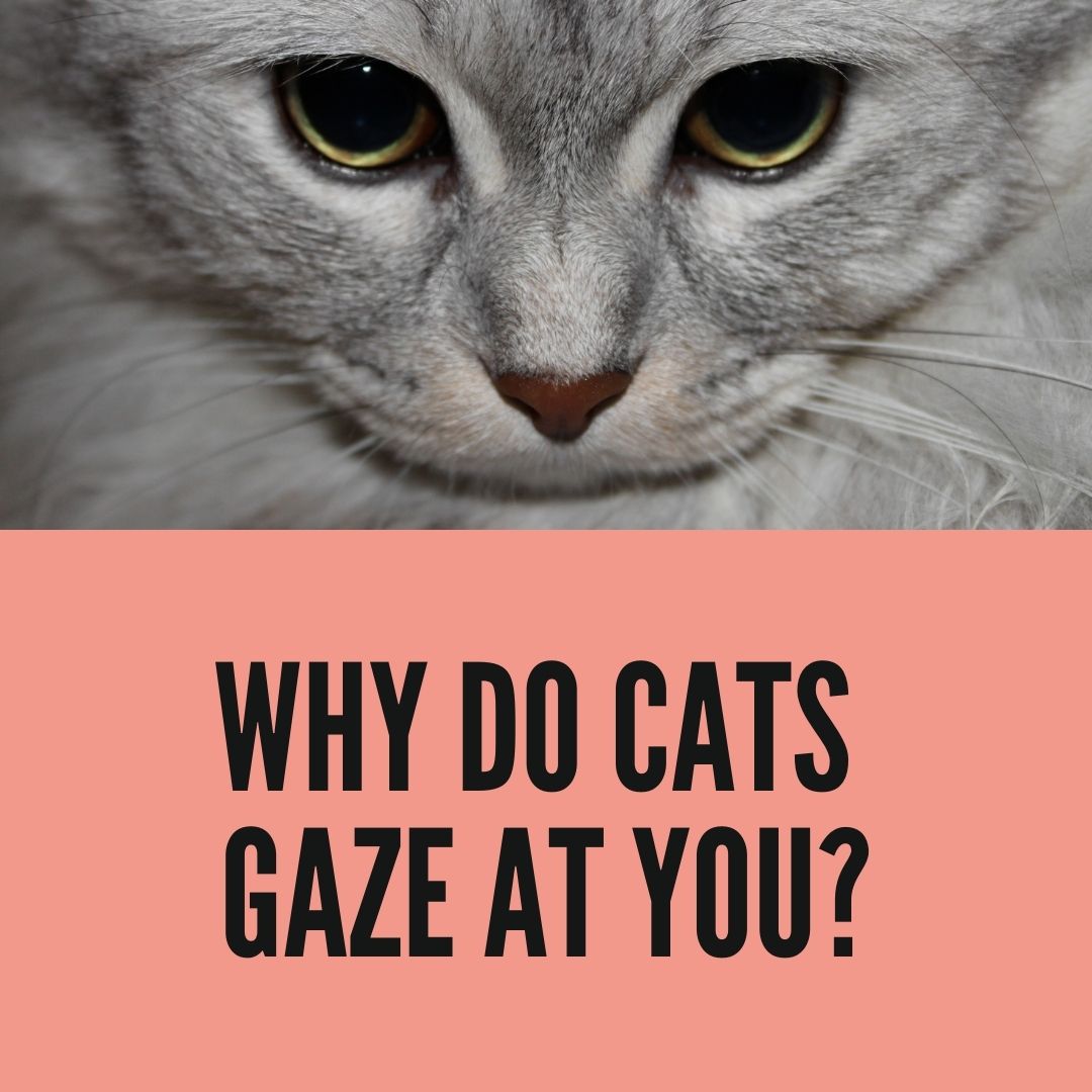 Why Do Cats Gaze at You? Should I stare back at my cat? Oxford Pets