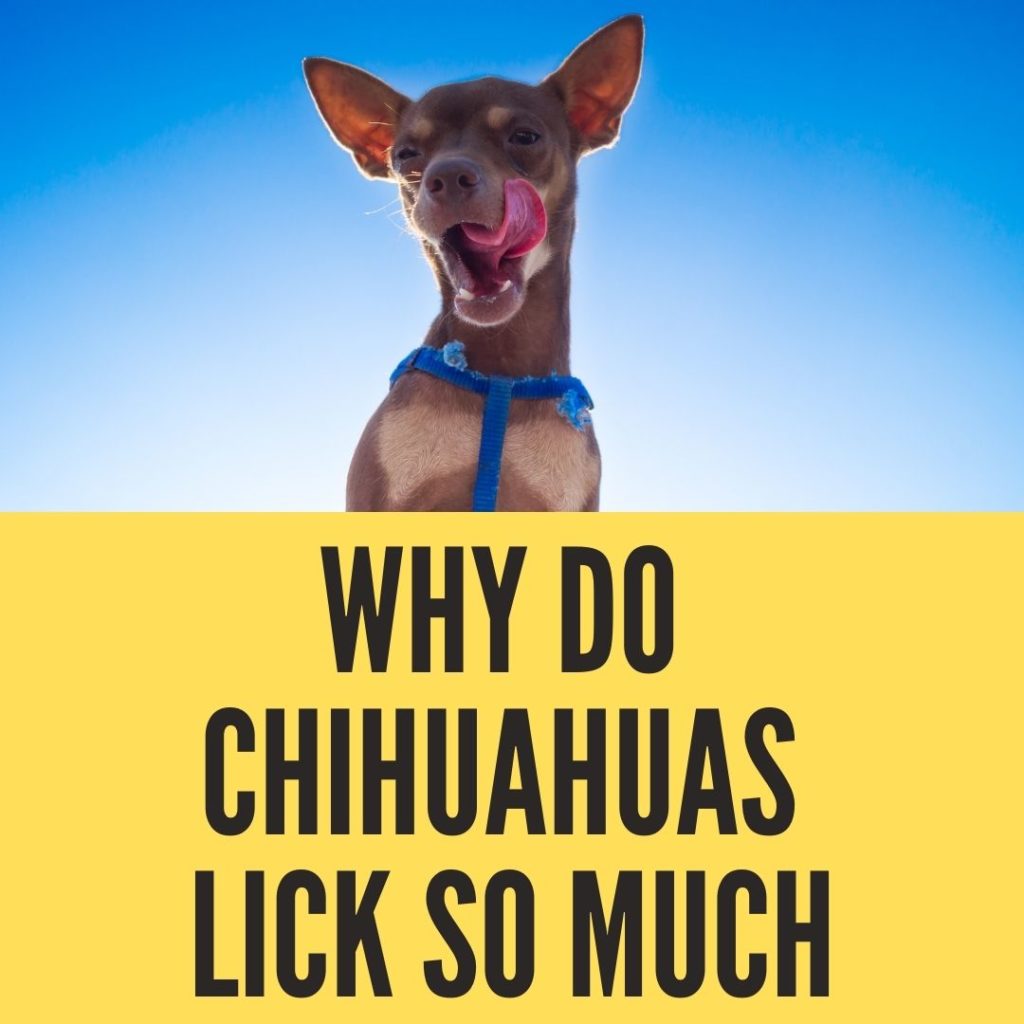 why do chihuahuas lick so much